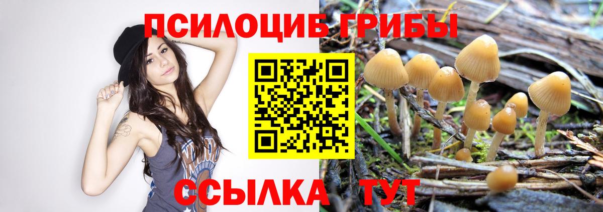 Псилоцибиновые грибы GOLDEN TEACHER  Вход с VPN  Галлюциногенные грибы мухоморы  купить наркотик  Будённовск 